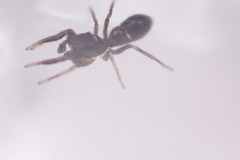 Synageles occidentalis