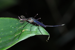 Toxorhynchites solstitialis