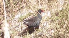 Gallinula galeata