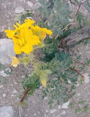 Solanum rostratum