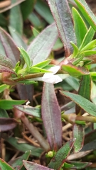 Diodia virginiana