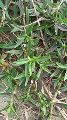 Diodia virginiana