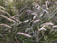 Cenchrus polystachios