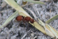 Pseudomethoca sanbornii