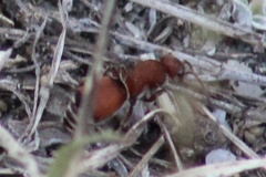 Pseudomethoca sanbornii