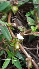 Diodia virginiana