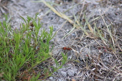 Pseudomethoca sanbornii