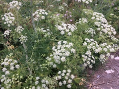 Conium maculatum
