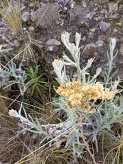 Achyrocline saturejoides