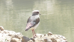 Vanellus resplendens