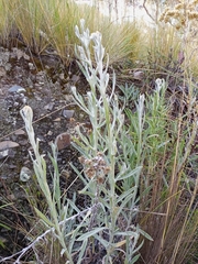 Achyrocline saturejoides