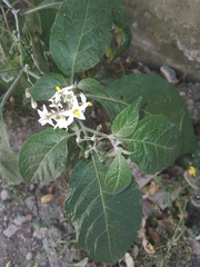 Solanum aloysiifolium