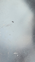 Brachymyrmex patagonicus