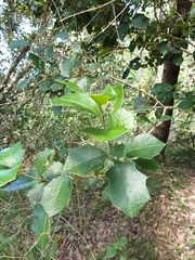 Alchornea ilicifolia
