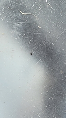 Brachymyrmex patagonicus