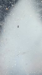 Brachymyrmex patagonicus