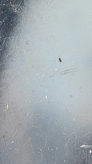 Brachymyrmex patagonicus