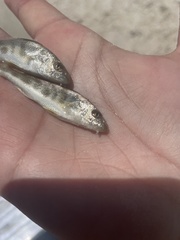 Menticirrhus americanus