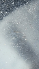 Brachymyrmex patagonicus