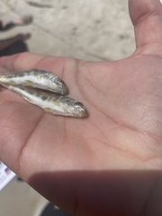 Menticirrhus americanus