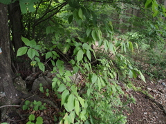 Callicarpa mollis
