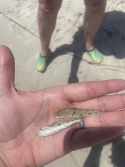 Menticirrhus americanus