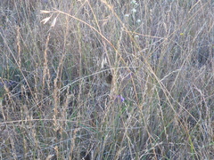 Cercyonis pegala boopis