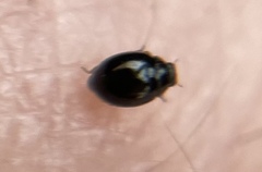 Sticholotidinae