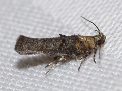 Agnippe biscolorella