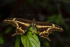 Heraclides aristodemus