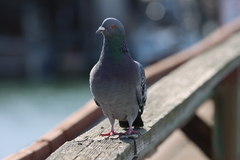 Columba livia