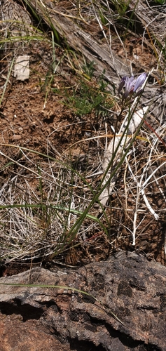 Image of Triteleia crocea by (c) Asher Budnik, some rights reserved (CC BY)