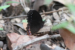 Gyrocheilus patrobas