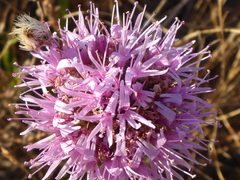 Monardella purpurea