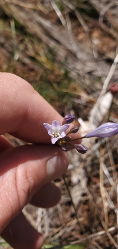 Image of Triteleia crocea by (c) Asher Budnik, some rights reserved (CC BY)