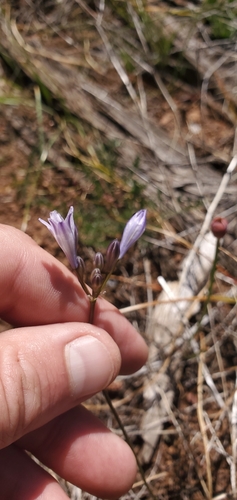 Image of Triteleia crocea by (c) Asher Budnik, some rights reserved (CC BY)