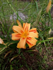 Liliopsida
