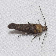 Agnippe biscolorella