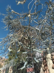 Eucalyptus pulverulenta