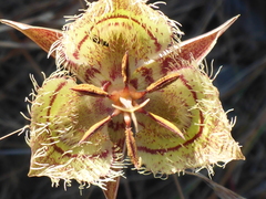 Calochortus tiburonensis