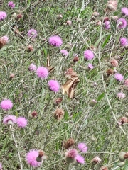 Heraclides ornythion