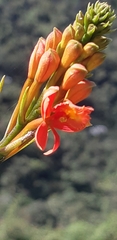 Epidendrum cochlidium