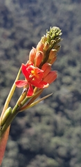Epidendrum cochlidium