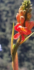 Epidendrum cochlidium