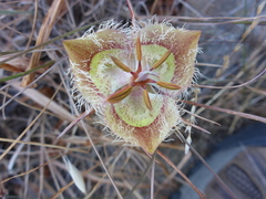 Calochortus tiburonensis