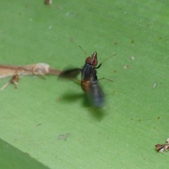 Cephaloconus tenebrosus