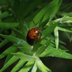 Platymela sticticollis