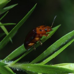 Platymela sticticollis
