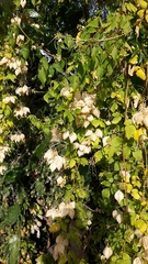 Cardiospermum grandiflorum