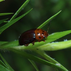 Platymela sticticollis
